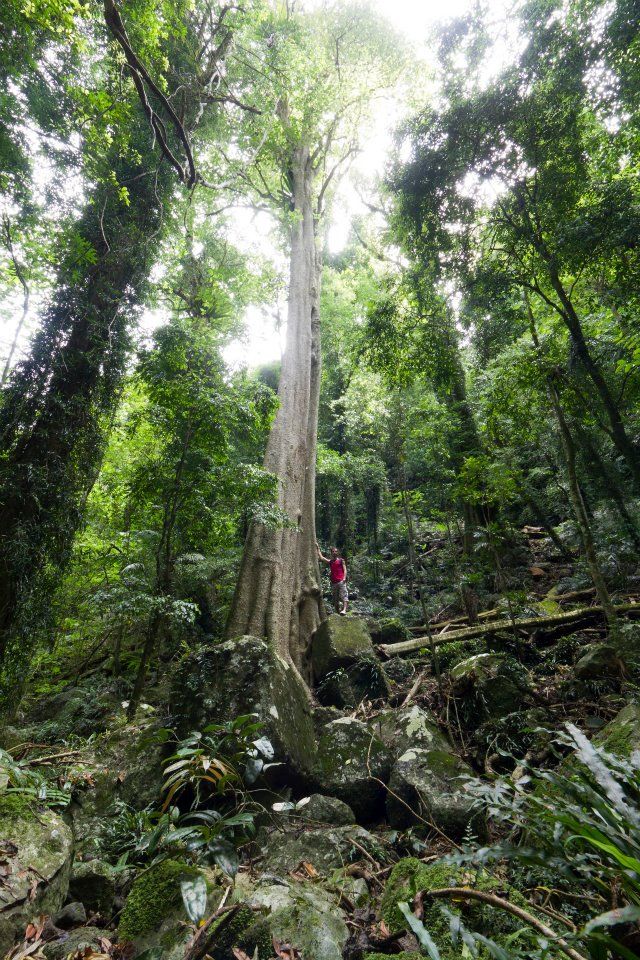 https://mdw-travel-data-us-east-1.s3.amazonaws.com/img/country/Australia/Dorrigo-National-Park/img_02.jpg