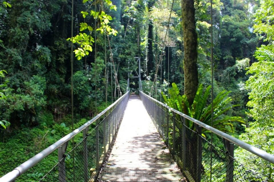 https://mdw-travel-data-us-east-1.s3.amazonaws.com/img/country/Australia/Dorrigo-National-Park/img_04.jpg