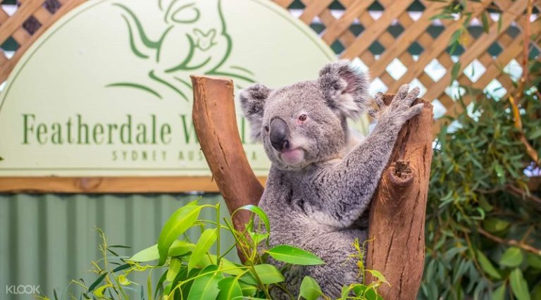 https://mdw-travel-data-us-east-1.s3.amazonaws.com/img/country/Australia/Featherdale-Wildlife-Park/img_00.jpg