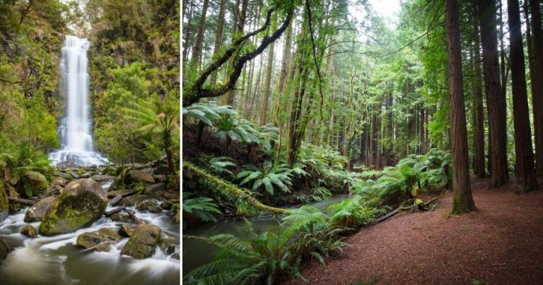 https://mdw-travel-data-us-east-1.s3.amazonaws.com/img/country/Australia/Great-Otway-National-Park/img_03.jpg