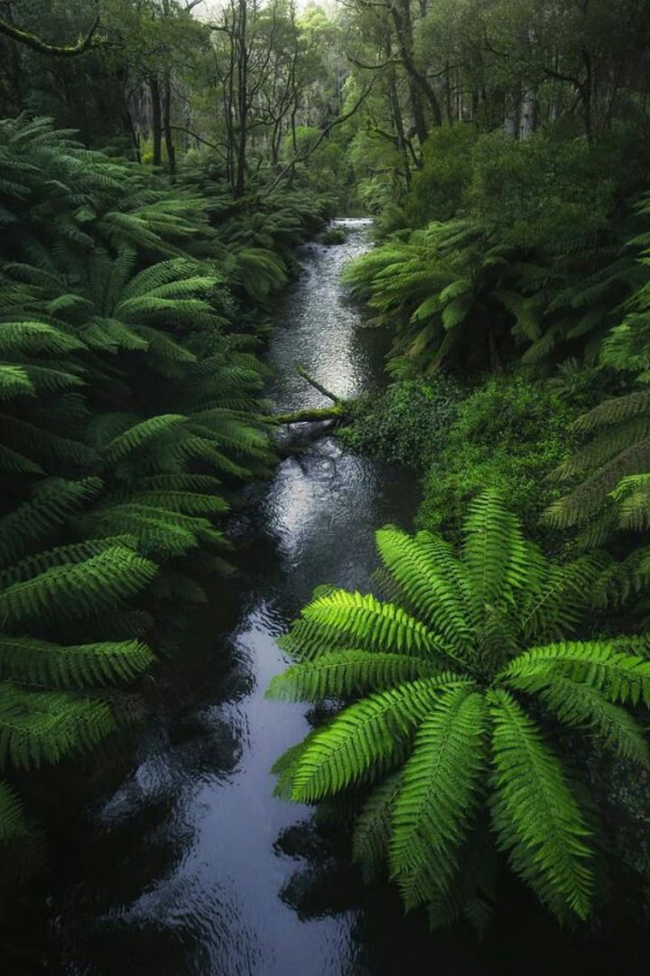 https://mdw-travel-data-us-east-1.s3.amazonaws.com/img/country/Australia/Great-Otway-National-Park/img_05.jpg