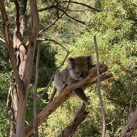 https://mdw-travel-data-us-east-1.s3.amazonaws.com/img/country/Australia/Healesville-Sanctuary/img_01.jpg