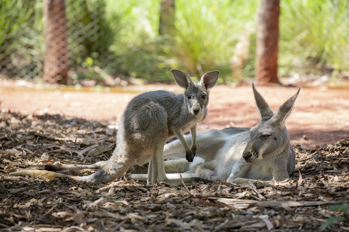 https://mdw-travel-data-us-east-1.s3.amazonaws.com/img/country/Australia/Healesville-Sanctuary/img_02.jpg