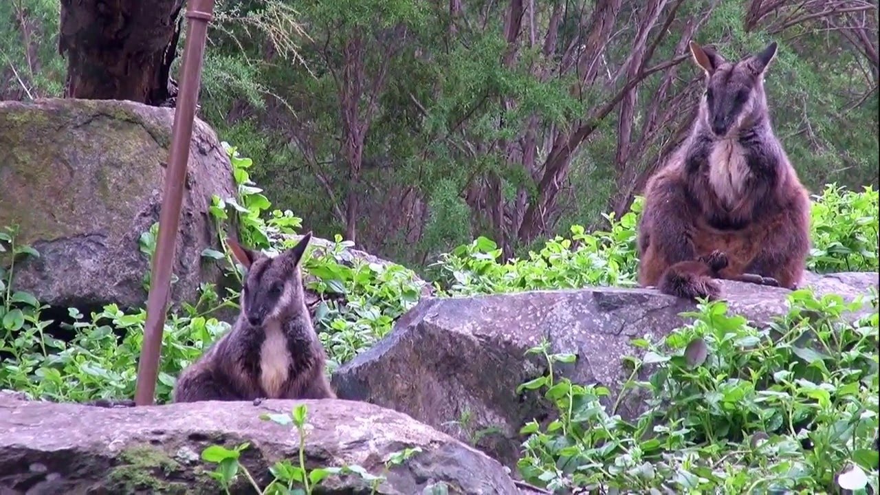https://mdw-travel-data-us-east-1.s3.amazonaws.com/img/country/Australia/Healesville-Sanctuary/img_05.jpg