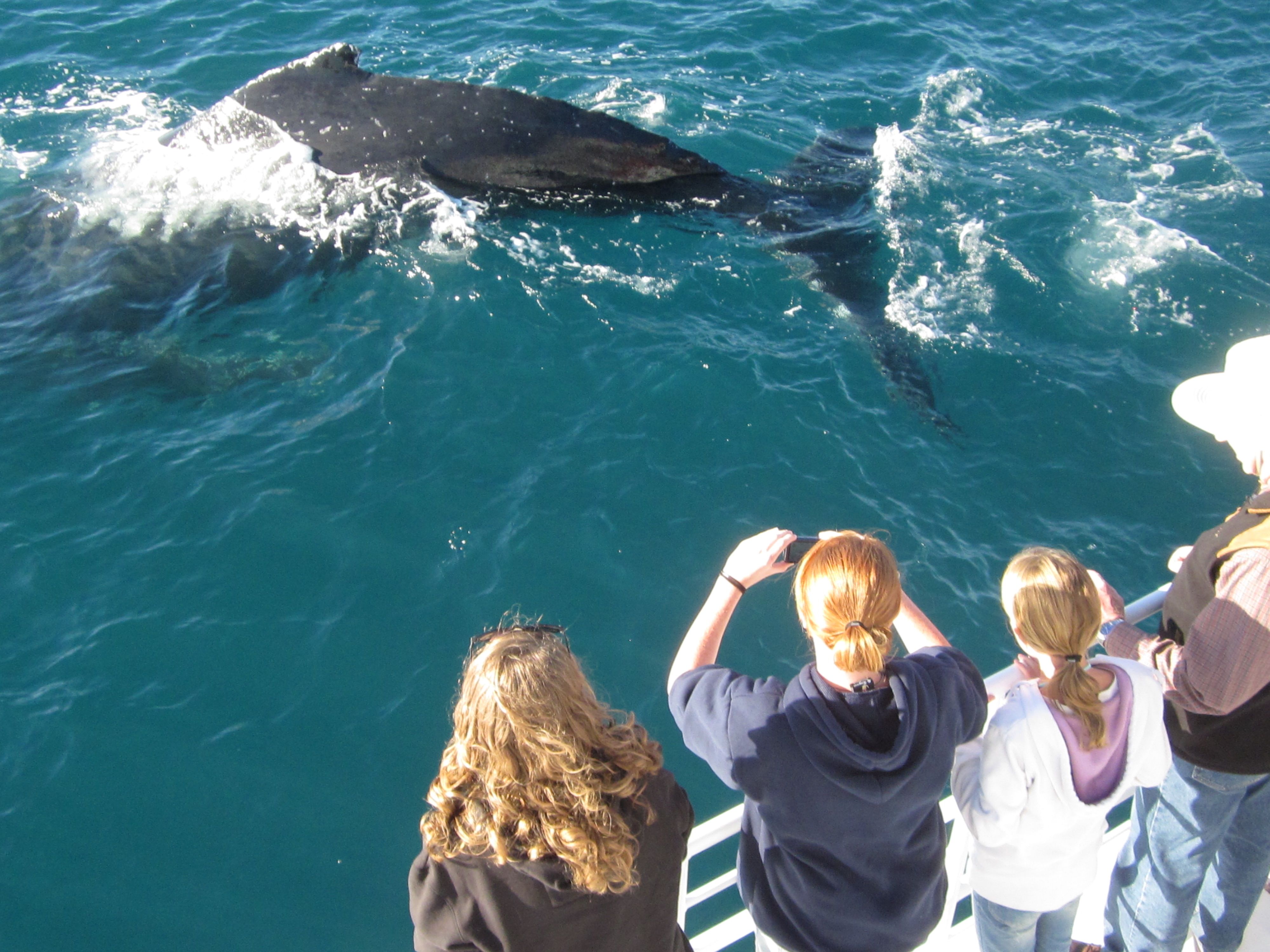 https://mdw-travel-data-us-east-1.s3.amazonaws.com/img/country/Australia/Hervey-Bay-Whale-Watching/img_02.jpg