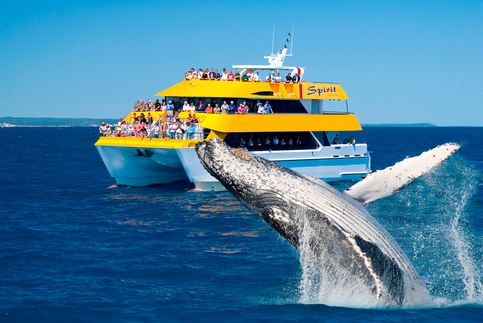 https://mdw-travel-data-us-east-1.s3.amazonaws.com/img/country/Australia/Hervey-Bay-Whale-Watching/img_03.jpg
