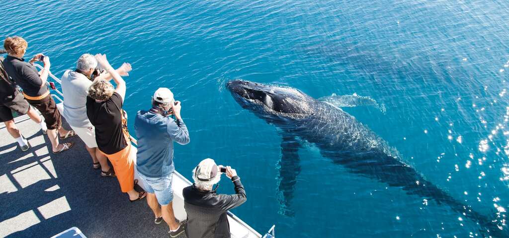 https://mdw-travel-data-us-east-1.s3.amazonaws.com/img/country/Australia/Hervey-Bay-Whale-Watching/img_05.jpg