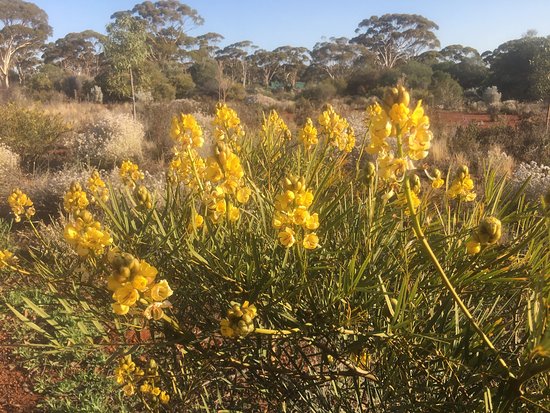 https://mdw-travel-data-us-east-1.s3.amazonaws.com/img/country/Australia/Karlkurla-Bushland-Park/img_02.jpg