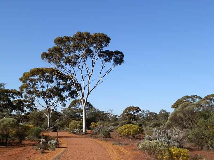 https://mdw-travel-data-us-east-1.s3.amazonaws.com/img/country/Australia/Karlkurla-Bushland-Park/img_05.jpg