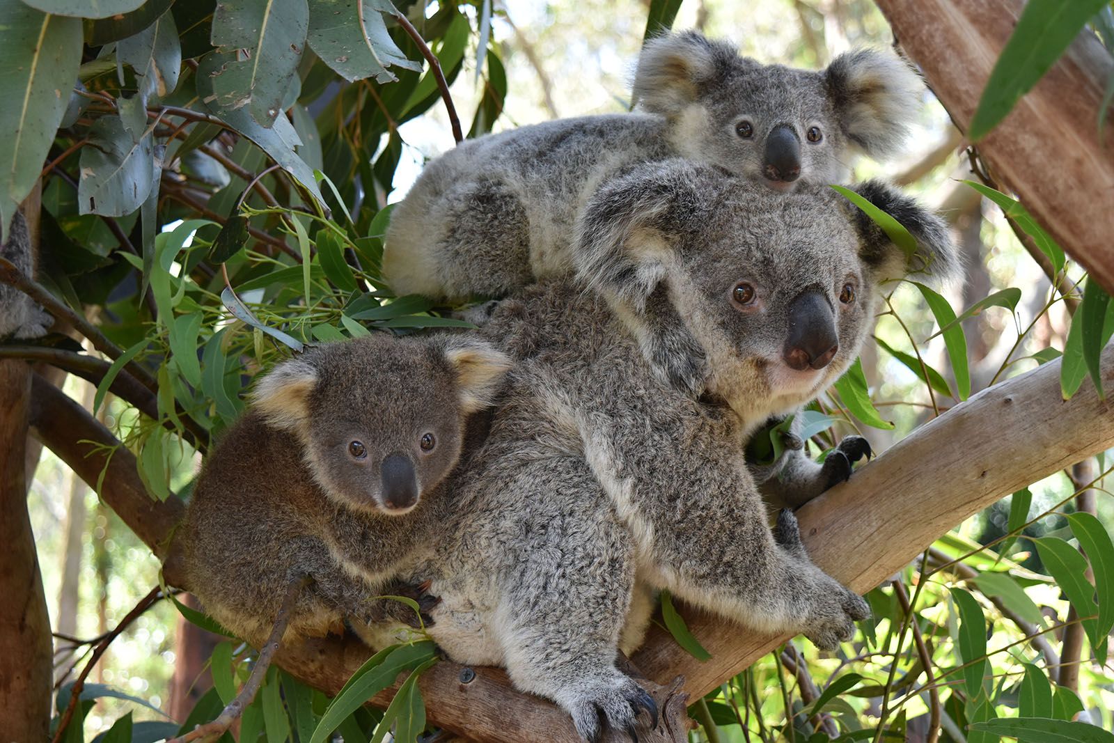 https://mdw-travel-data-us-east-1.s3.amazonaws.com/img/country/Australia/Koala-Hospital/img_01.jpg