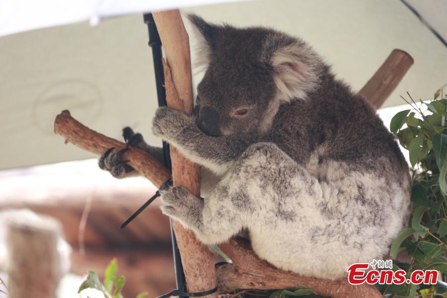 https://mdw-travel-data-us-east-1.s3.amazonaws.com/img/country/Australia/Koala-Hospital/img_02.jpg