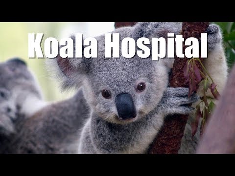 https://mdw-travel-data-us-east-1.s3.amazonaws.com/img/country/Australia/Koala-Hospital/img_04.jpg