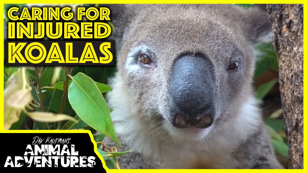 https://mdw-travel-data-us-east-1.s3.amazonaws.com/img/country/Australia/Koala-Hospital/img_05.jpg