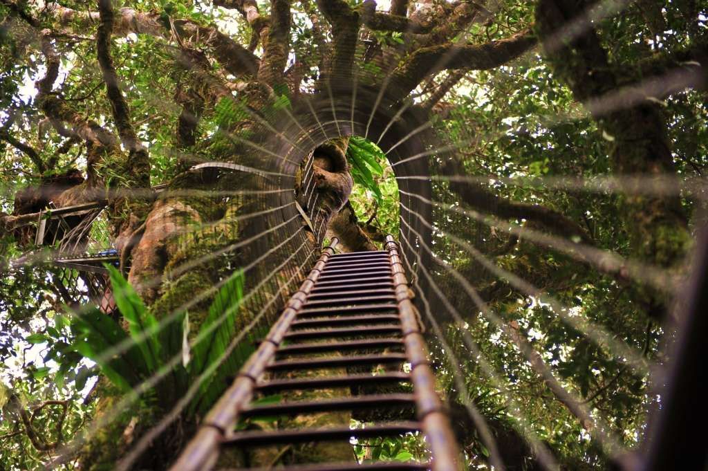 https://mdw-travel-data-us-east-1.s3.amazonaws.com/img/country/Australia/Lamington-National-Park/img_03.jpg