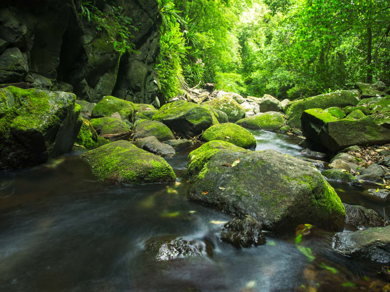 https://mdw-travel-data-us-east-1.s3.amazonaws.com/img/country/Australia/Lamington-National-Park/img_05.jpg