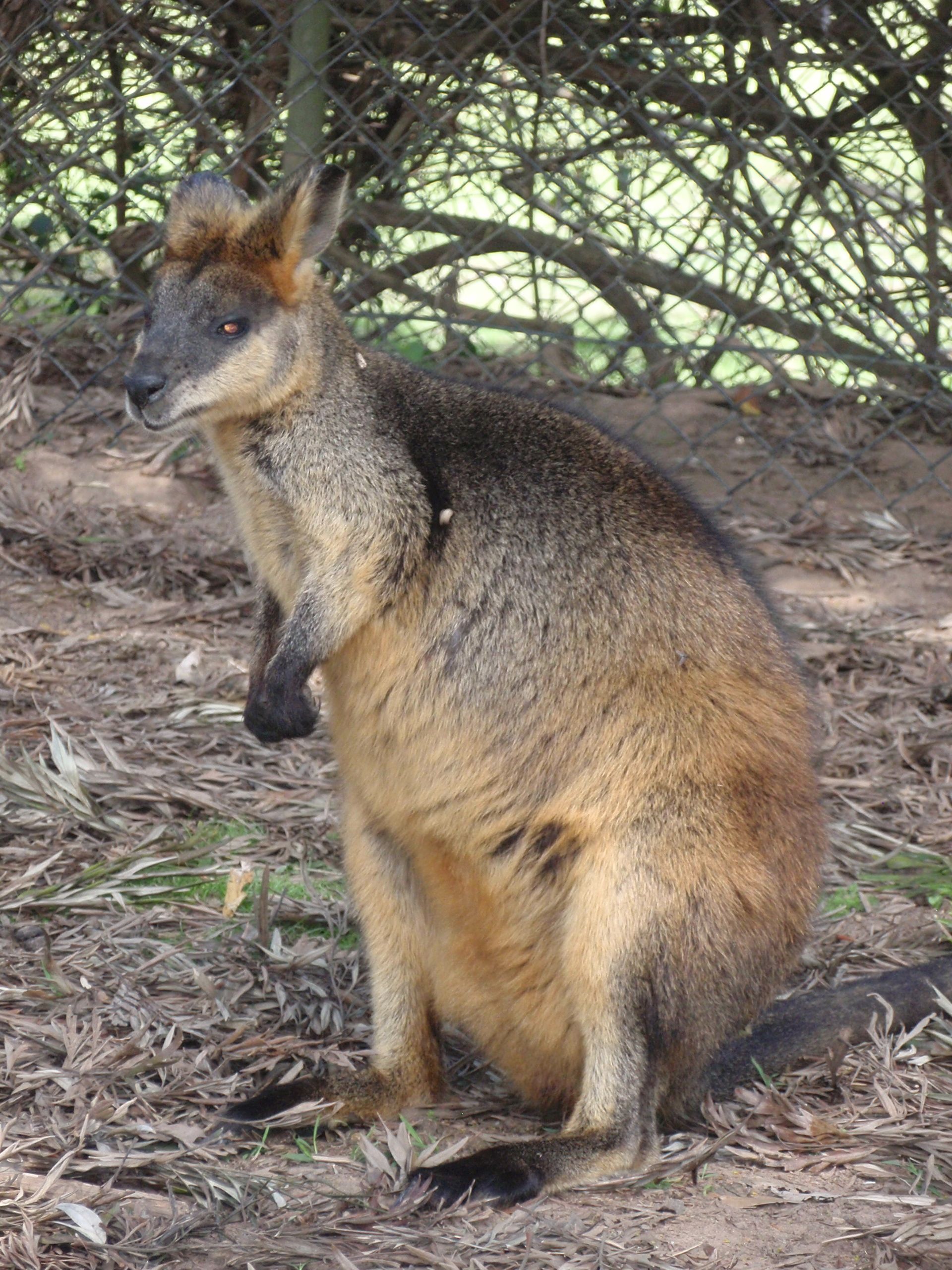 https://mdw-travel-data-us-east-1.s3.amazonaws.com/img/country/Australia/Lone-Pine-Koala-Sanctuary/img_01.jpg