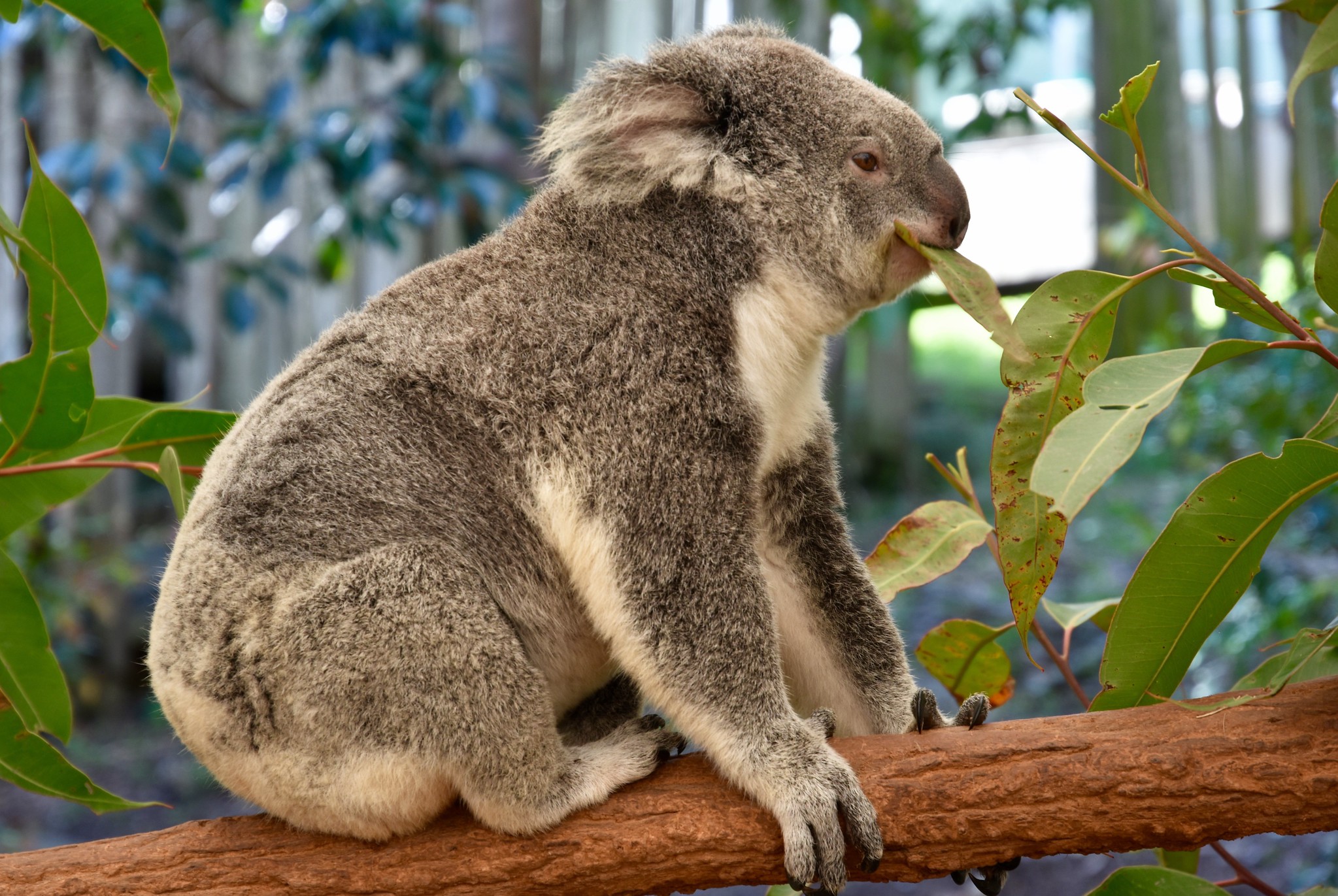 https://mdw-travel-data-us-east-1.s3.amazonaws.com/img/country/Australia/Lone-Pine-Koala-Sanctuary/img_02.jpg
