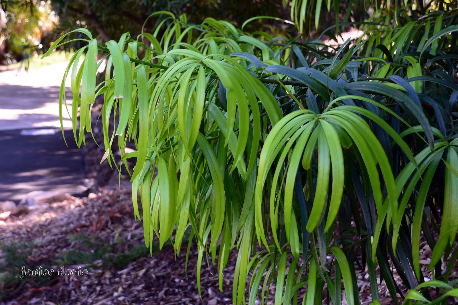 https://mdw-travel-data-us-east-1.s3.amazonaws.com/img/country/Australia/Mackay-Botanic-Gardens/img_01.jpg
