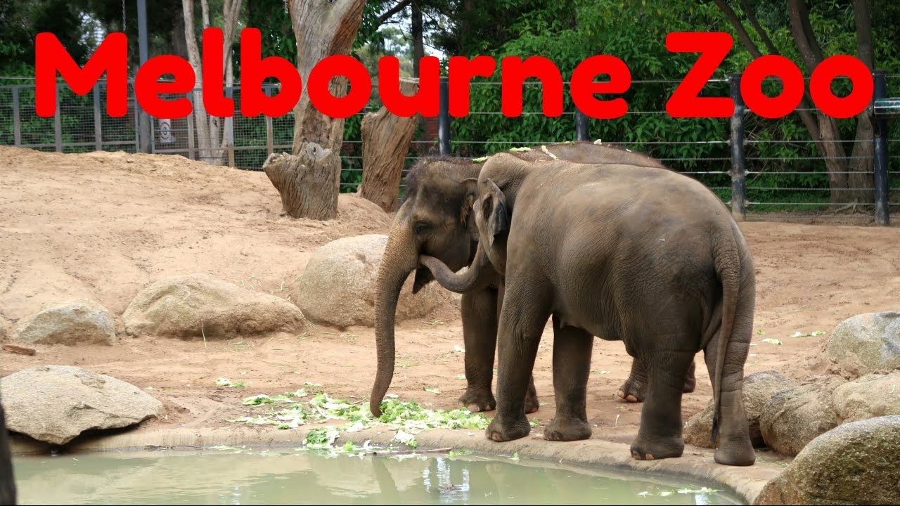 https://mdw-travel-data-us-east-1.s3.amazonaws.com/img/country/Australia/Melbourne-Zoo/img_01.jpg