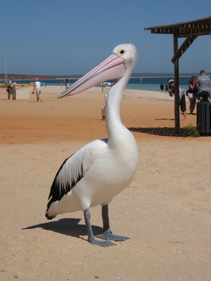 https://mdw-travel-data-us-east-1.s3.amazonaws.com/img/country/Australia/Monkey-Mia/img_04.jpg