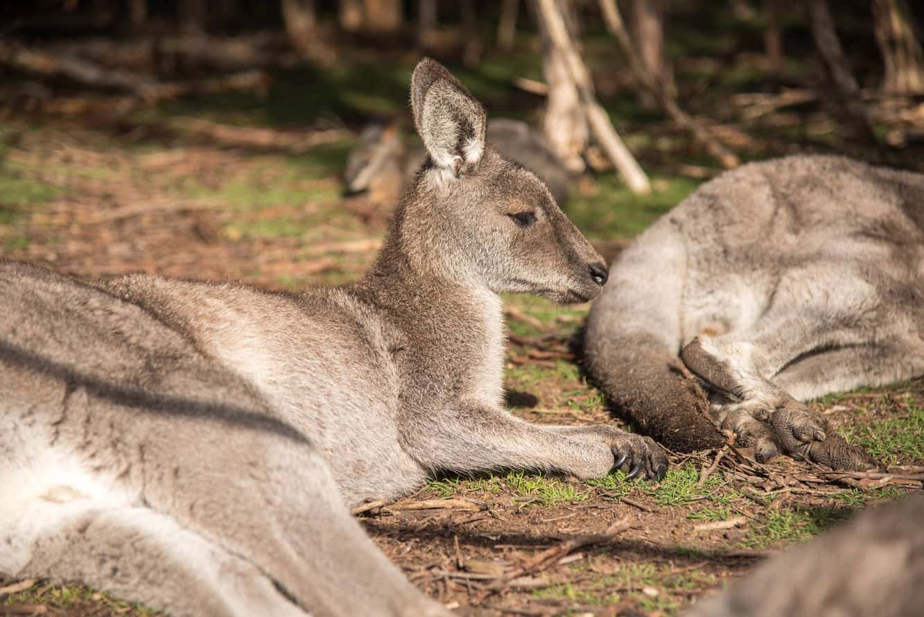 https://mdw-travel-data-us-east-1.s3.amazonaws.com/img/country/Australia/Moonlit-Sanctuary-Wildlife-Conservation-Park/img_01.jpg