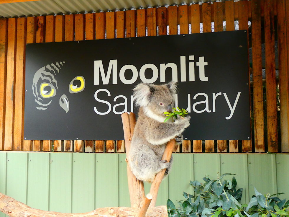 https://mdw-travel-data-us-east-1.s3.amazonaws.com/img/country/Australia/Moonlit-Sanctuary-Wildlife-Conservation-Park/img_04.jpg