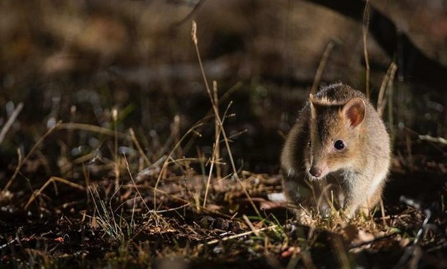https://mdw-travel-data-us-east-1.s3.amazonaws.com/img/country/Australia/Mulligans-Flat-Woodland-Sanctuary/img_03.jpg