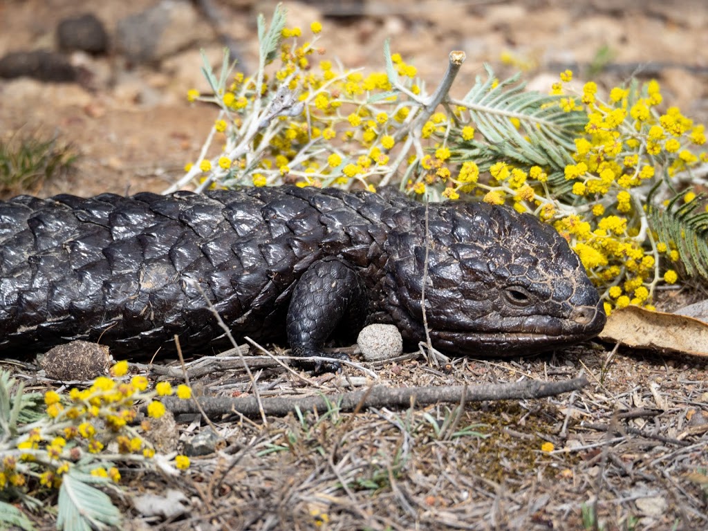 https://mdw-travel-data-us-east-1.s3.amazonaws.com/img/country/Australia/Mulligans-Flat-Woodland-Sanctuary/img_04.jpg