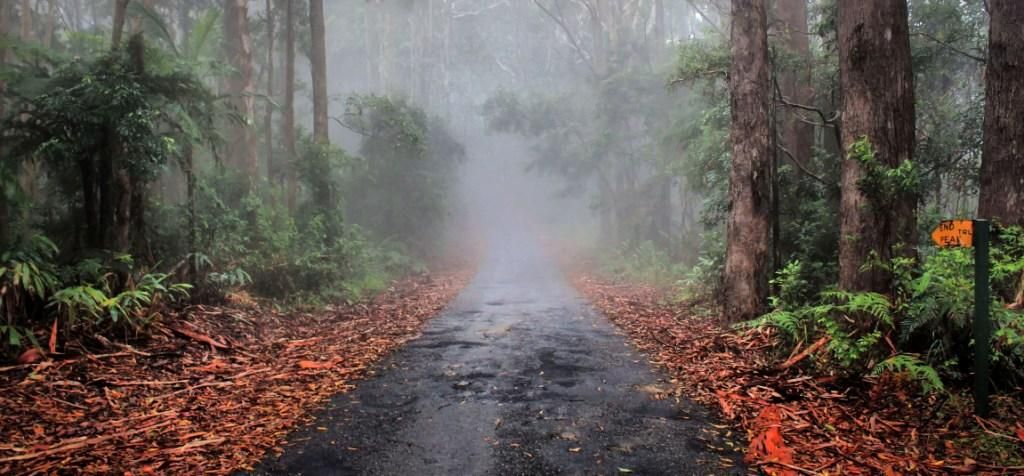 https://mdw-travel-data-us-east-1.s3.amazonaws.com/img/country/Australia/Orara-East-State-Forest/img_00.jpg