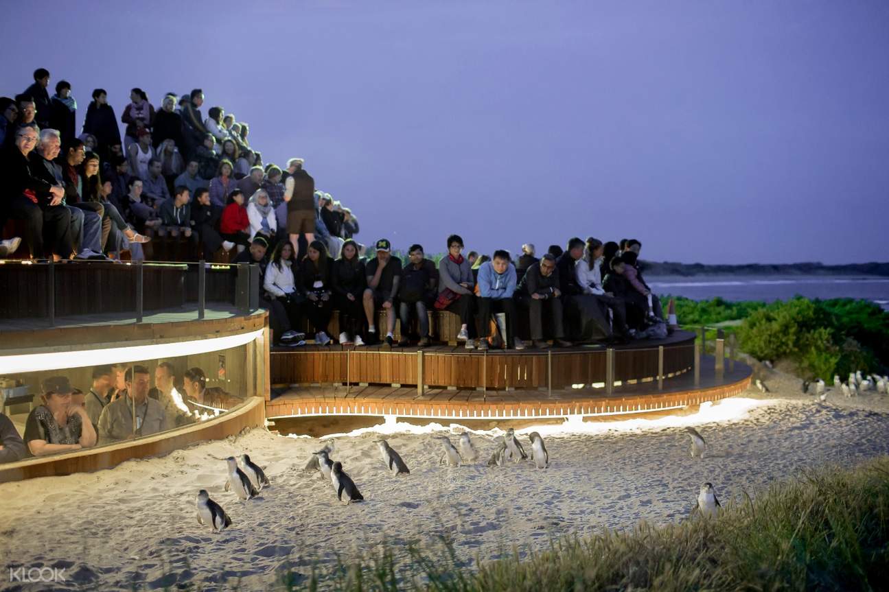 https://mdw-travel-data-us-east-1.s3.amazonaws.com/img/country/Australia/Penguin-Parade/img_01.jpg