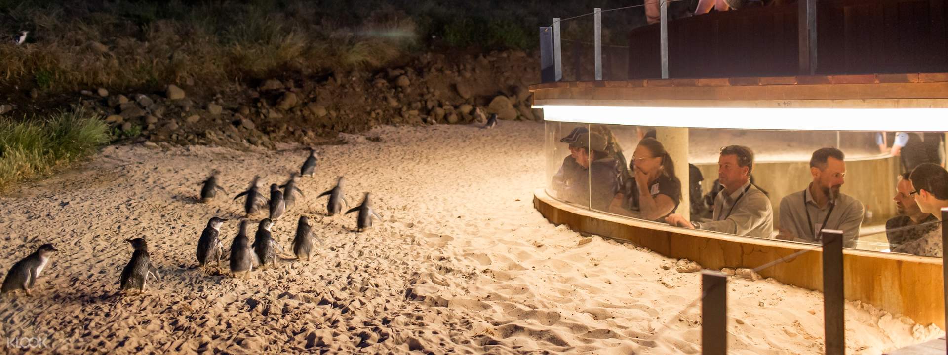 https://mdw-travel-data-us-east-1.s3.amazonaws.com/img/country/Australia/Penguin-Parade/img_03.jpg