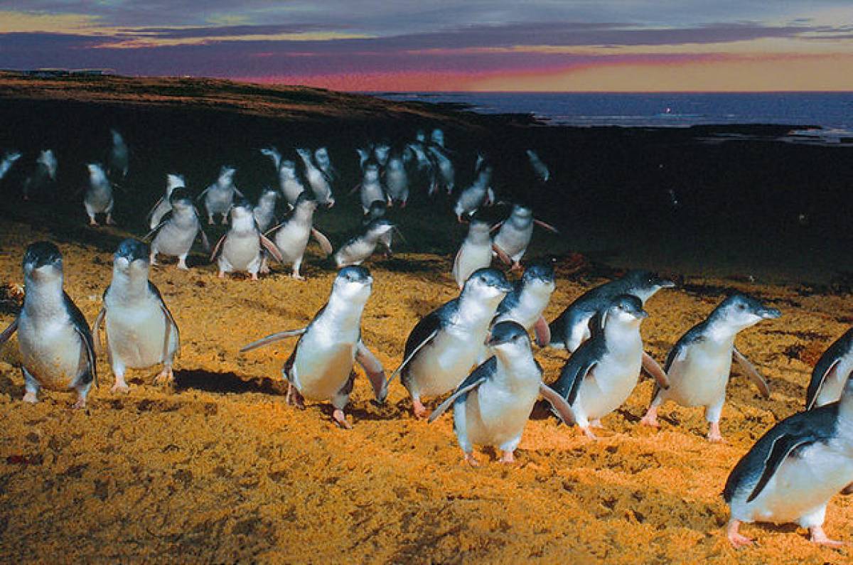 https://mdw-travel-data-us-east-1.s3.amazonaws.com/img/country/Australia/Penguin-Parade/img_05.jpg
