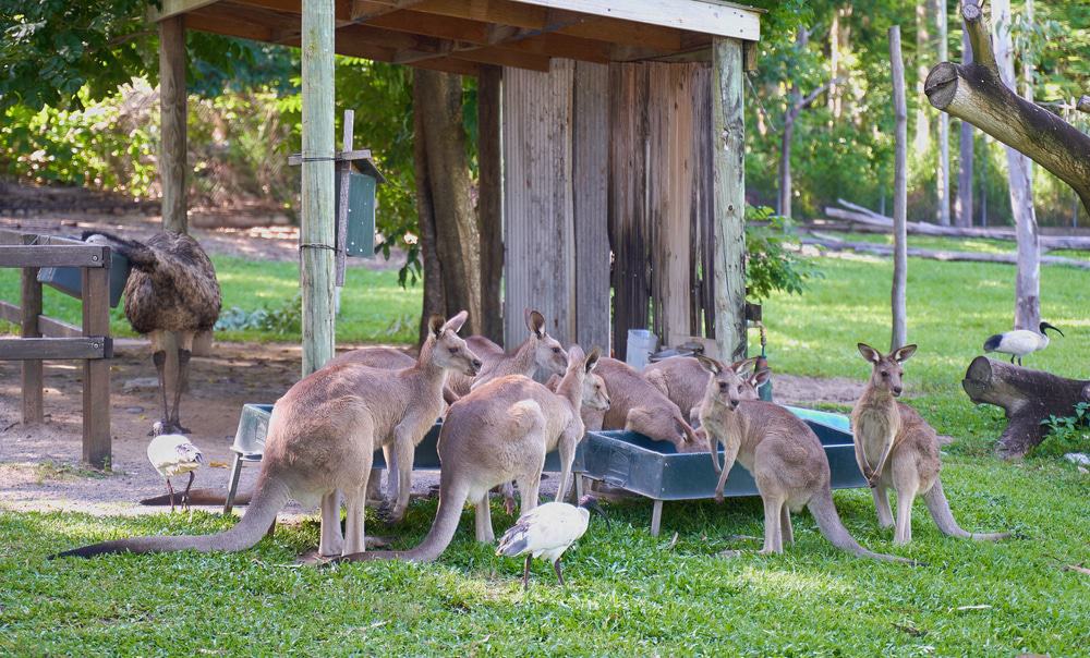 https://mdw-travel-data-us-east-1.s3.amazonaws.com/img/country/Australia/Rockhampton-Zoo/img_03.jpg