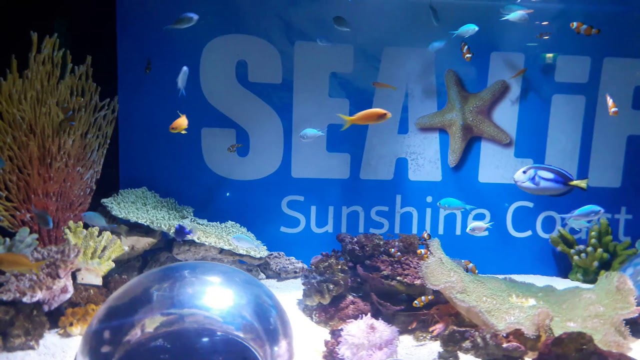 https://mdw-travel-data-us-east-1.s3.amazonaws.com/img/country/Australia/SEA-LIFE-Sunshine-Coast/img_01.jpg