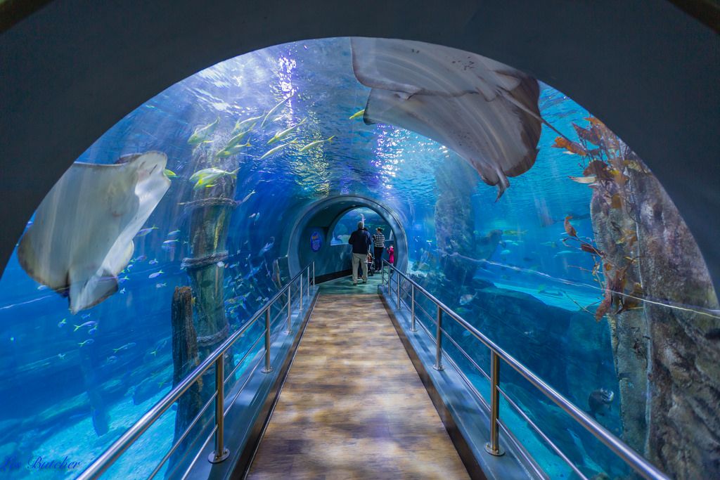 https://mdw-travel-data-us-east-1.s3.amazonaws.com/img/country/Australia/Sea-Life-Melbourne-Aquarium/img_01.jpg