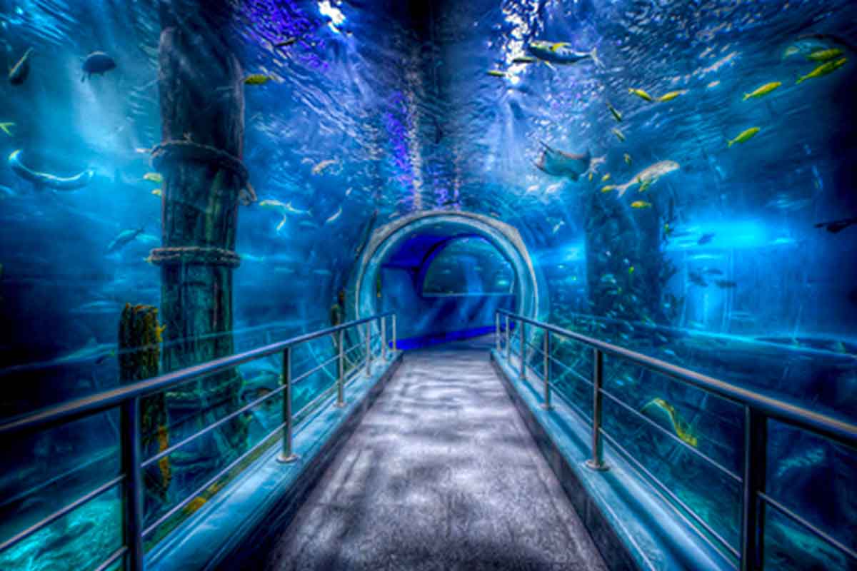 https://mdw-travel-data-us-east-1.s3.amazonaws.com/img/country/Australia/Sea-Life-Melbourne-Aquarium/img_03.jpg