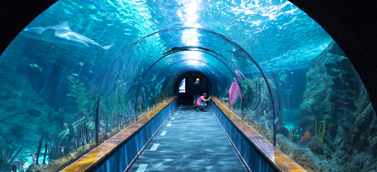 https://mdw-travel-data-us-east-1.s3.amazonaws.com/img/country/Australia/Sea-Life-Sydney-Aquarium/img_02.jpg
