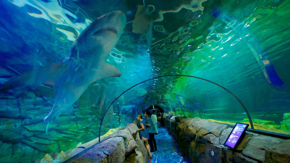 https://mdw-travel-data-us-east-1.s3.amazonaws.com/img/country/Australia/Sea-Life-Sydney-Aquarium/img_03.jpg