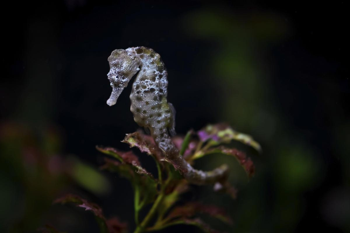 https://mdw-travel-data-us-east-1.s3.amazonaws.com/img/country/Australia/Seahorse-World/img_01.jpg