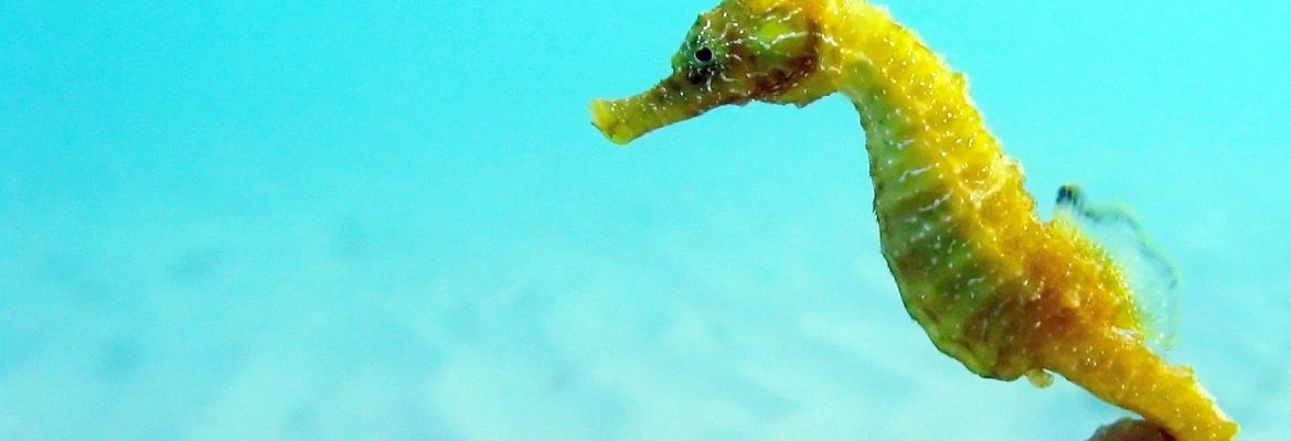 https://mdw-travel-data-us-east-1.s3.amazonaws.com/img/country/Australia/Seahorse-World/img_02.jpg