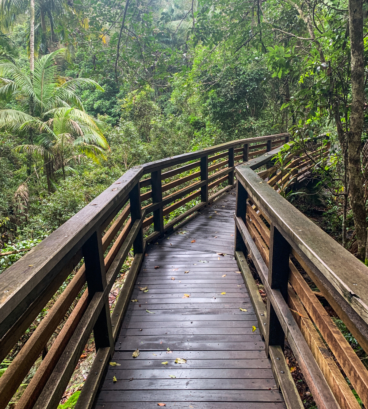 https://mdw-travel-data-us-east-1.s3.amazonaws.com/img/country/Australia/Sunshine-Coast-Hinterland-Great-Walk/img_02.jpg