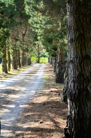 https://mdw-travel-data-us-east-1.s3.amazonaws.com/img/country/Australia/Sutton-Forest-Estate-Wines/img_01.jpg