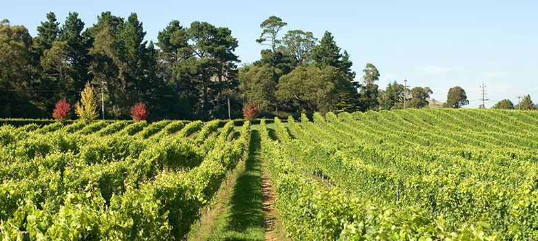 https://mdw-travel-data-us-east-1.s3.amazonaws.com/img/country/Australia/Sutton-Forest-Estate-Wines/img_02.jpg