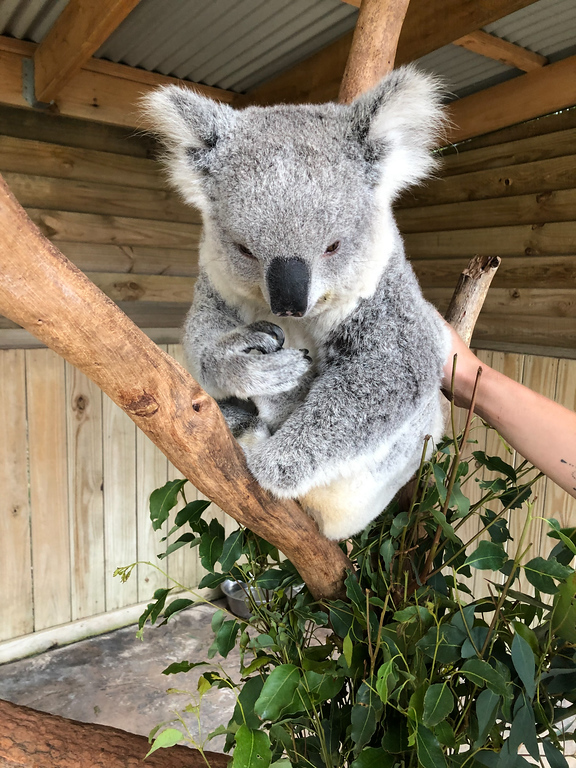 https://mdw-travel-data-us-east-1.s3.amazonaws.com/img/country/Australia/Symbio-Wildlife-Park/img_01.jpg