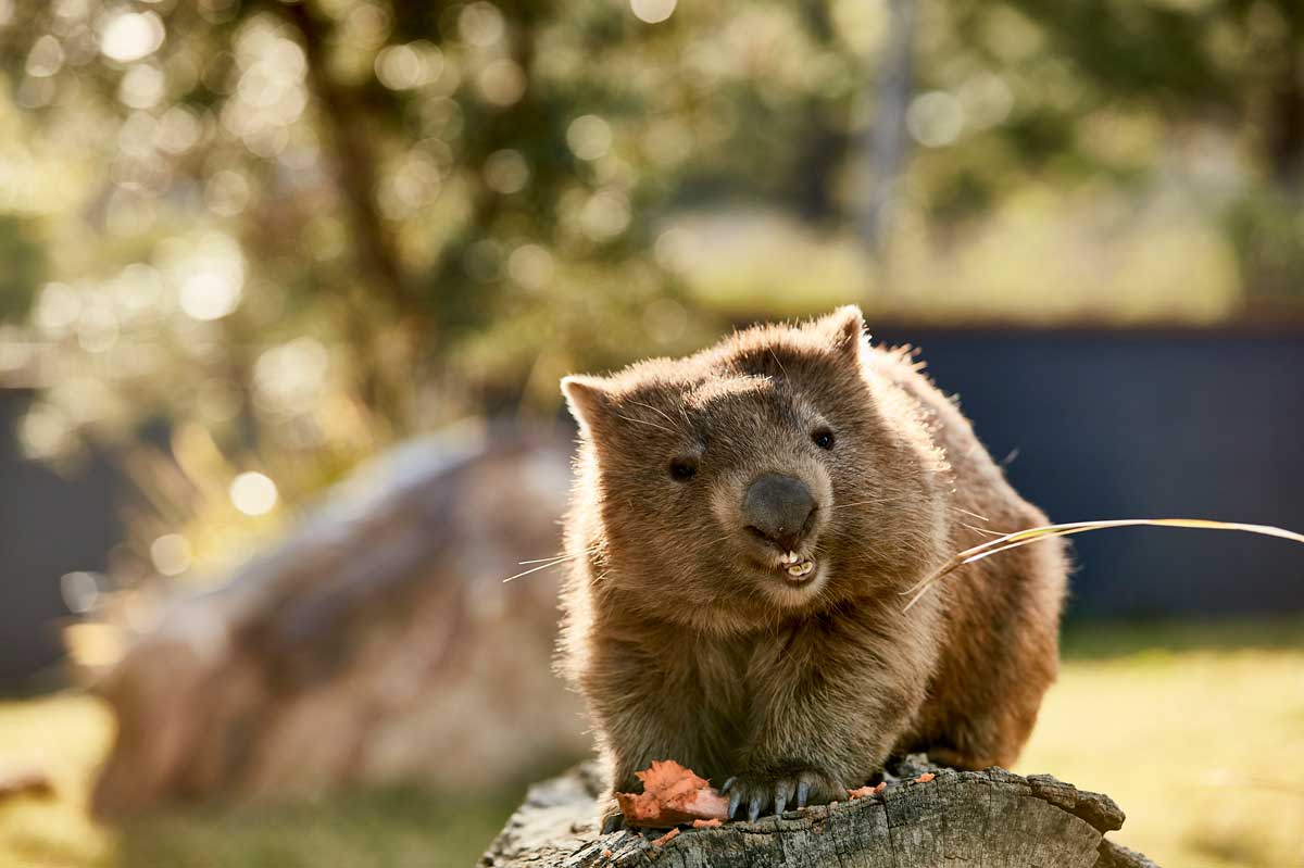https://mdw-travel-data-us-east-1.s3.amazonaws.com/img/country/Australia/Symbio-Wildlife-Park/img_02.jpg