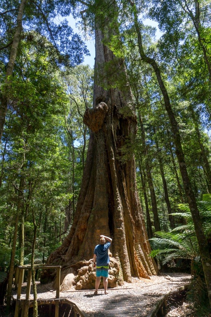https://mdw-travel-data-us-east-1.s3.amazonaws.com/img/country/Australia/Tarkine-Forest-Reserve/img_03.jpg