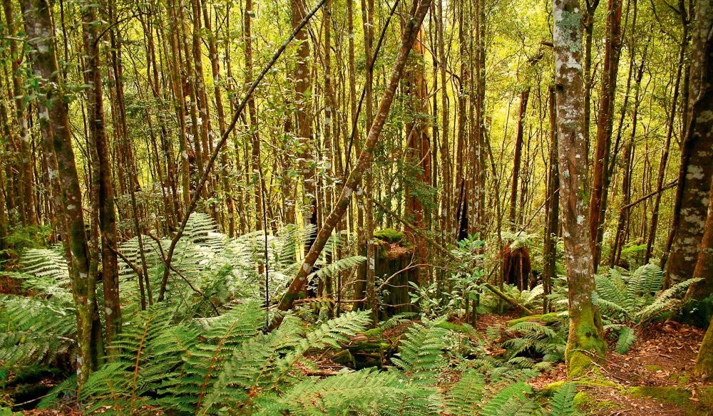 https://mdw-travel-data-us-east-1.s3.amazonaws.com/img/country/Australia/Tarkine-Forest-Reserve/img_05.jpg