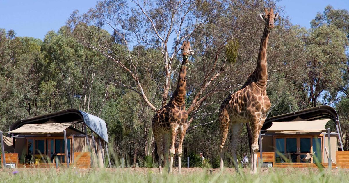 https://mdw-travel-data-us-east-1.s3.amazonaws.com/img/country/Australia/Taronga-Western-Plains-Zoo/img_01.jpg