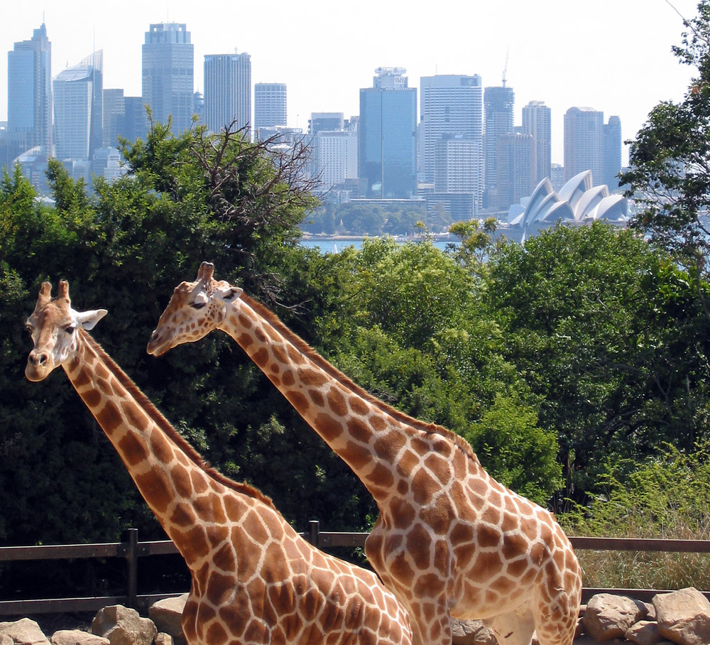 https://mdw-travel-data-us-east-1.s3.amazonaws.com/img/country/Australia/Taronga-Zoo/img_01.jpg