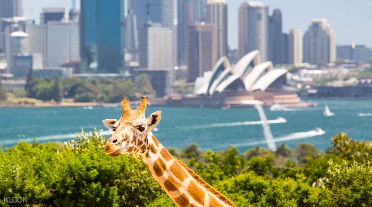 https://mdw-travel-data-us-east-1.s3.amazonaws.com/img/country/Australia/Taronga-Zoo/img_03.jpg
